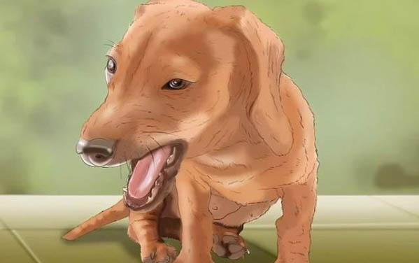 狗狗治療細小最快的方法