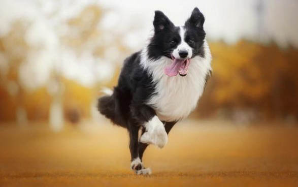 狗細小死了多久能養狗