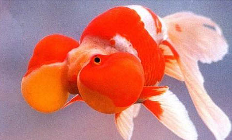 金魚和烏龜能一起養(yǎng)嗎