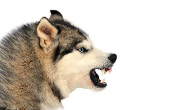 幼犬同時得細小和冠狀存活率
