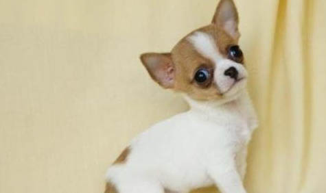 導致吉娃娃犬口臭的原因