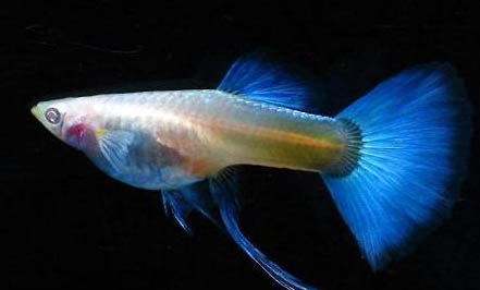 孔雀魚一次能生多少魚