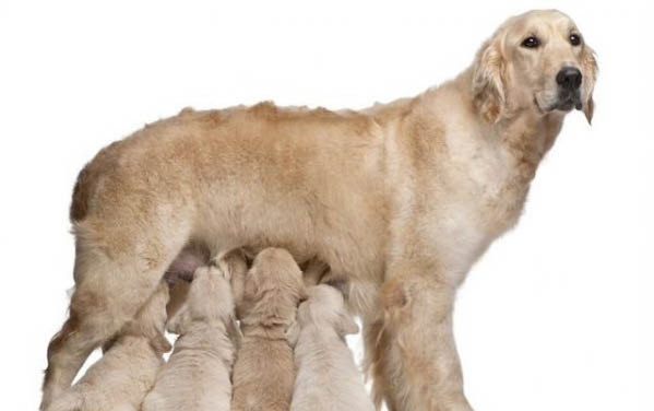 狗狗肉墊脫皮圖片