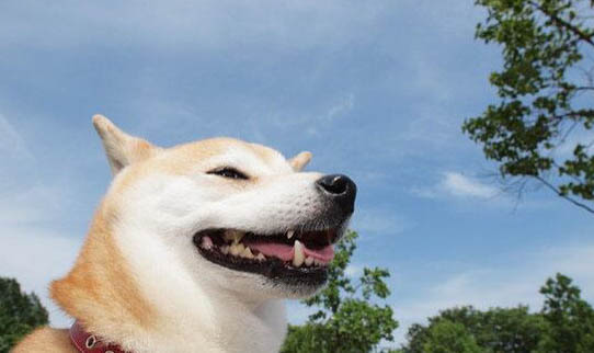 秋田犬為什么要被禁養