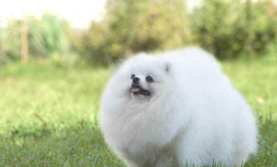 博美犬咳嗽像是被卡嗓子似的