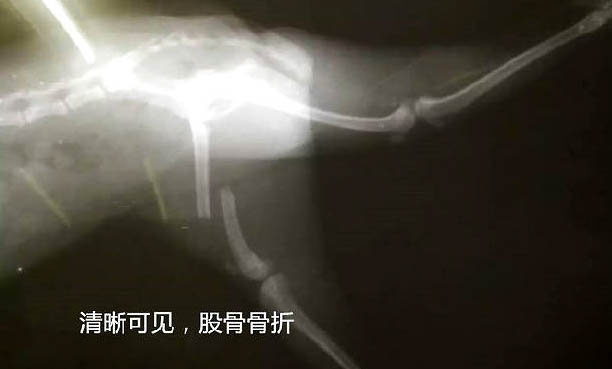 狗狗白內障的癥狀初期