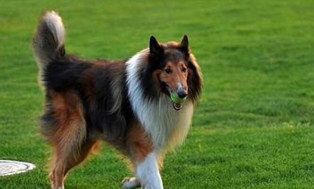 邊境牧羊犬可以吃葡萄嗎?