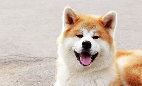 純種秋田犬柴犬和純種秋田犬有什么區別
