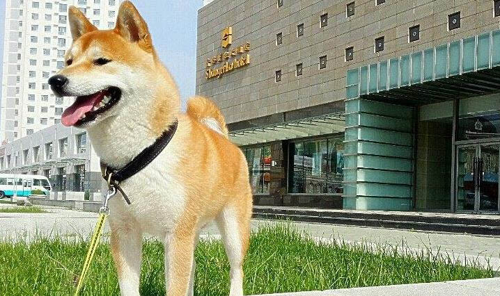 治療狗狗翻腸子的方法