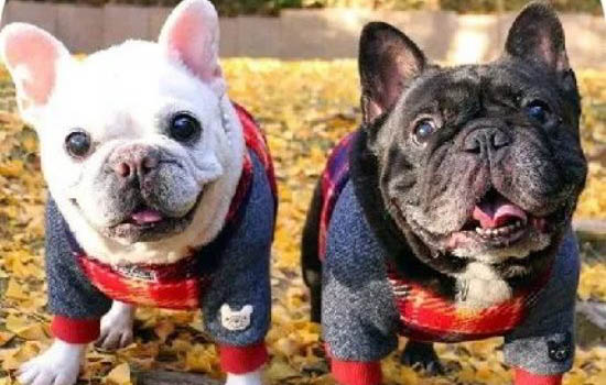 法國(guó)斗牛犬身體發(fā)抖的原因及處理方法