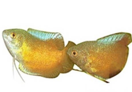 曼龍魚能和什么魚混養