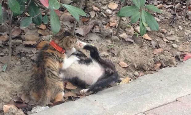 貓咪肚子咕咕叫拉稀