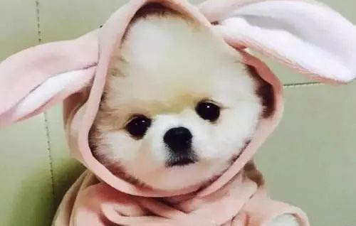 狗狗冬季哪些病可能高發