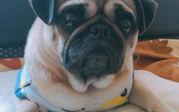 哈士奇幼犬吃什么補鈣最好