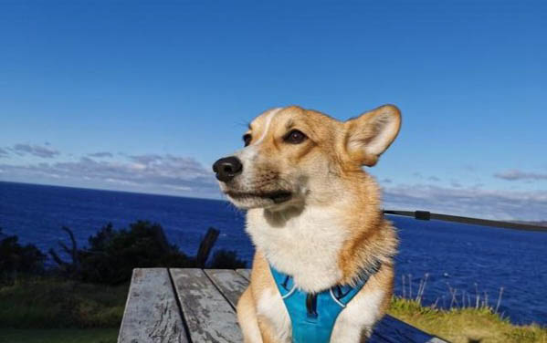 狗狗扁桃體發炎有什么癥狀