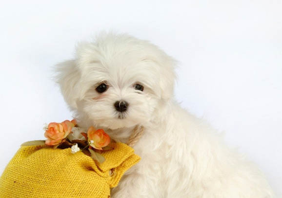 比熊犬多久梳一次毛比較好