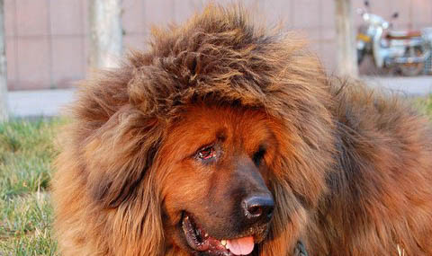 哪里有藏獒幼犬出售