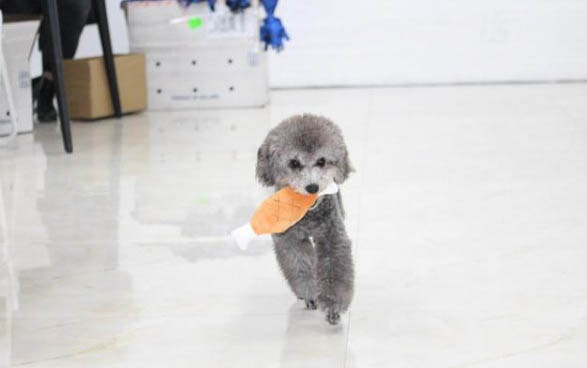 灰泰迪狗多少錢一只