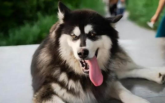阿拉斯加犬一般多少錢一只