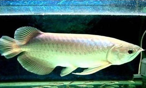 新手養(yǎng)埃及神仙魚注意什么