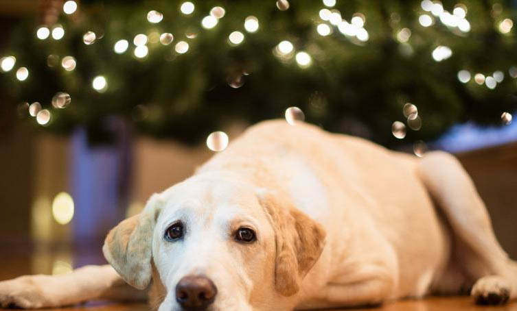 金毛犬獵犬如何訓練金毛犬獵犬好訓練嗎?