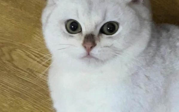 飼養(yǎng)出生不久小貓的注意事項