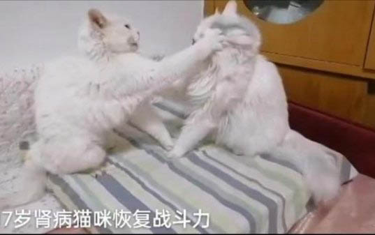 對(duì)貓咪有毒的植物有哪些