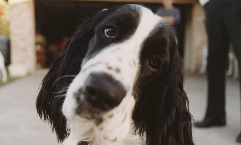 史賓格犬好養嗎?