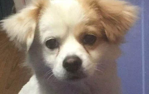 狗狗多大可以懷孕?