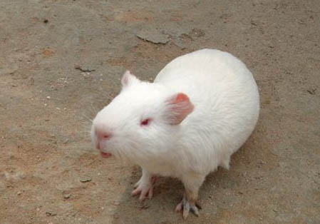 白色黑眼天竺鼠的飼養(yǎng)環(huán)境