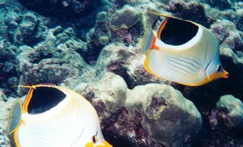 海龍科海水魚飼養方法