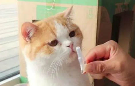 貓吃了驅蟲藥拉肚子怎么辦?