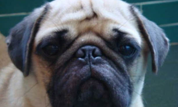 貓多久打一次狂犬疫苗