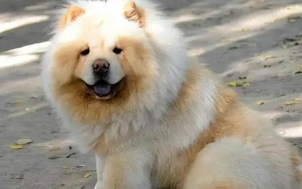 狗狗細小一般能撐幾天