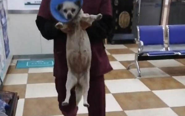 狗狗暈車后多久恢復