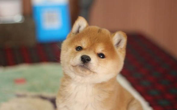 柴犬的飼養(yǎng)要點(diǎn)有哪些