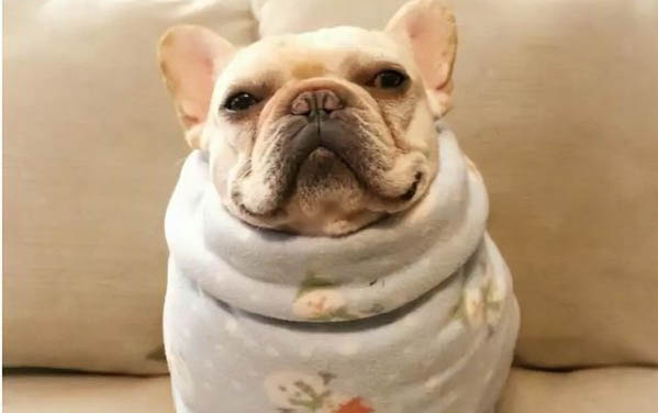犬瘟反復(fù)發(fā)燒多久能好