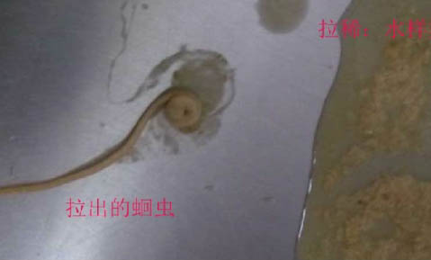 犬瘟潛伏期如何判斷？