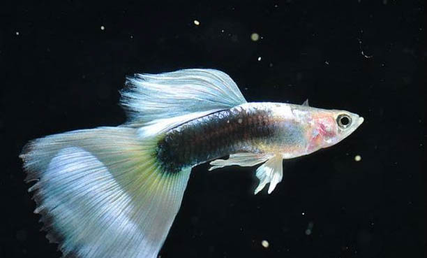 孔雀魚炸鱗怎么治
