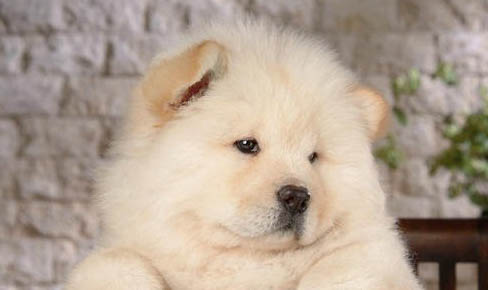 松獅犬體內驅蟲藥怎么喂