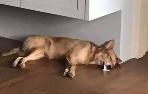狗狗發燒嘔吐是犬瘟癥狀嗎