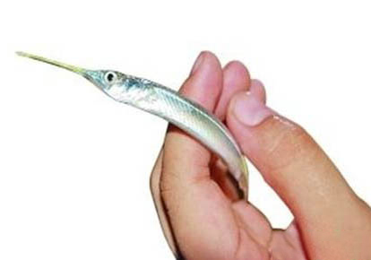 黃辣丁釣魚技巧有哪些
