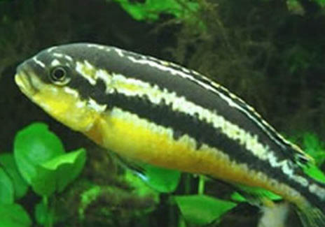 冬天鰱魚如何釣