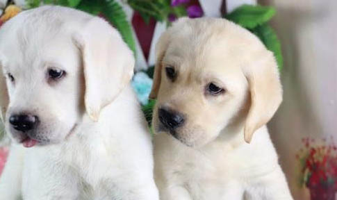 拉布拉多幼犬認(rèn)主的表現(xiàn)