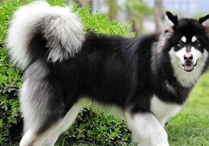 阿拉斯加犬和哈士奇哪個好養