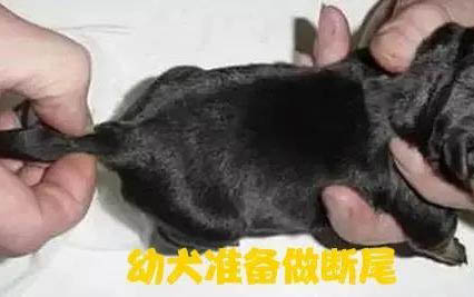狗狗吃奶油會不會死