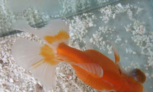 觀賞魚拒食的原因及處理方法