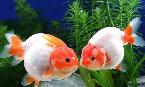 金魚(yú)掉鱗片是怎么回事?