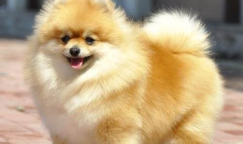 博美犬和泰迪哪個好