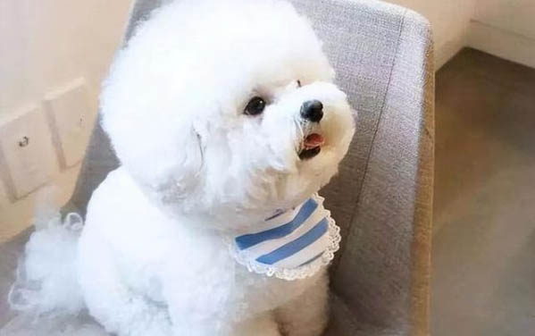 比熊犬與泰迪哪個好養